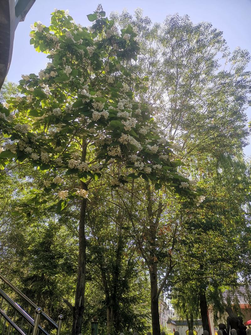 十年树木的“树”是什么意思? 这句话的出处和核心含义