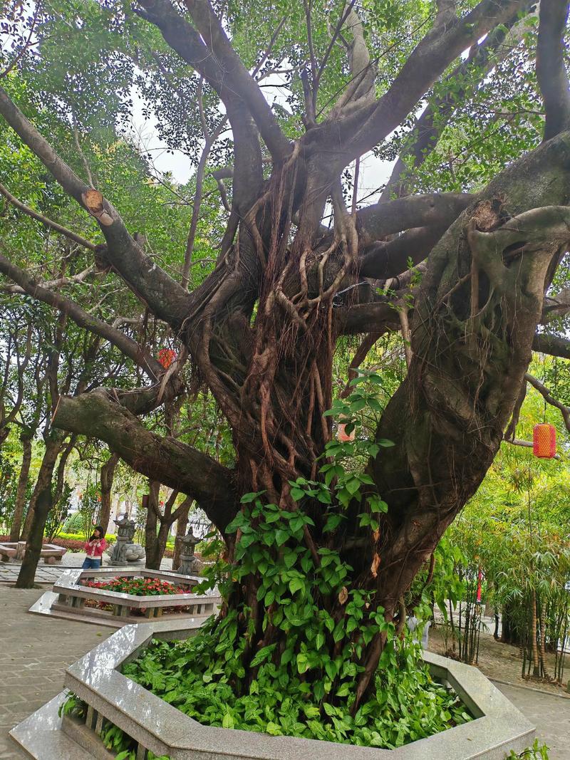 十年树木的“树”是什么意思? 如何快速记住“十年树木”的意思?