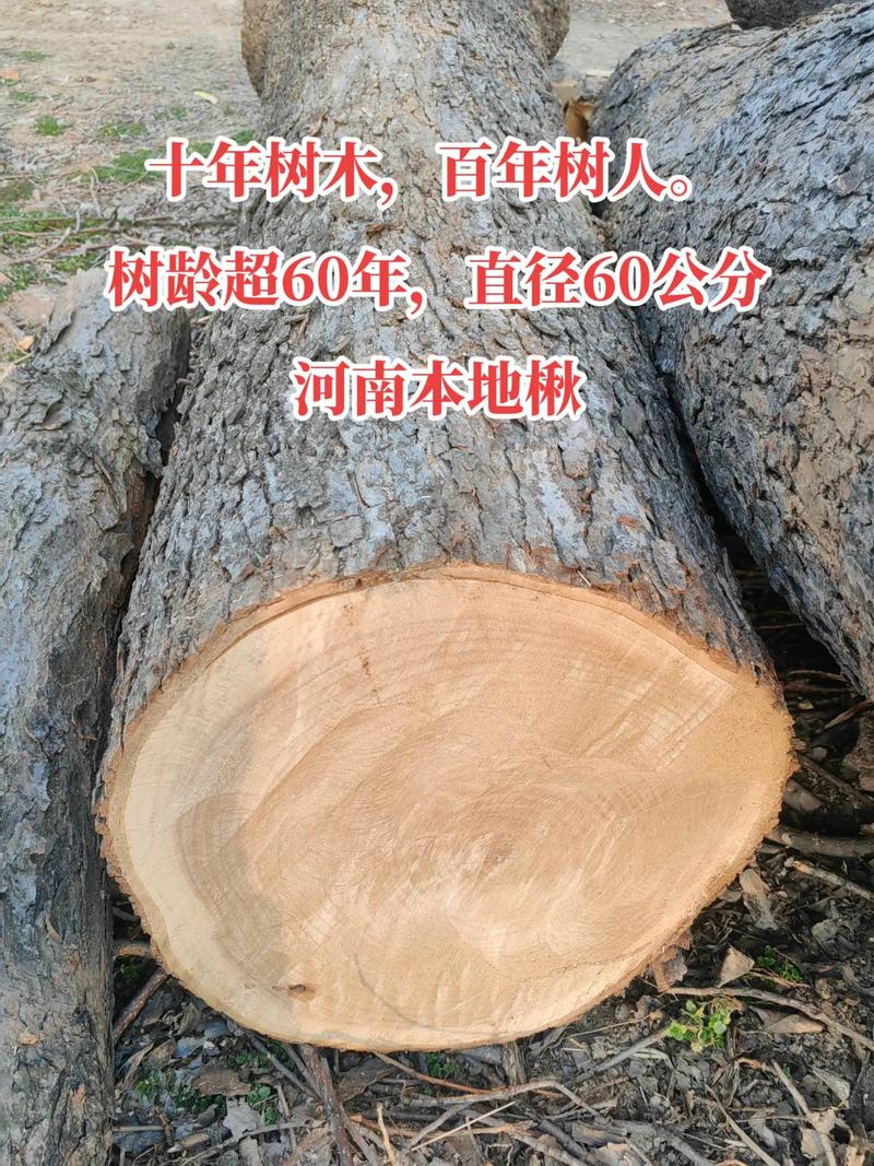 十年树木的“树”是什么意思? 总结