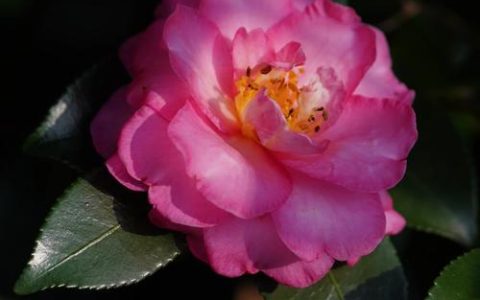 茶梅和茶花有什么区别？从外观到养护的全方位对比