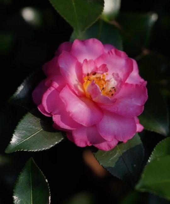 茶梅和茶花有什么区别？从外观到养护的全方位对比