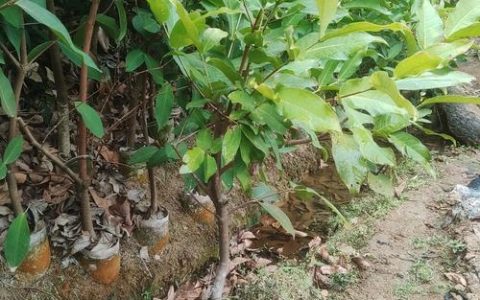南宁果树苗批发市场在哪里？附选购优质果苗完整指南