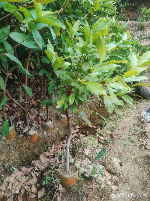 南宁果树苗批发市场在哪里?附选购优质果苗完整指南 南宁果树苗批发市场在哪里?附选购优质果苗完整指南