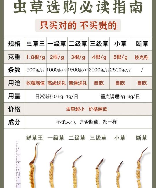 冬虫夏草园艺种植指南：从选种到收获，半斤虫草有多少根？