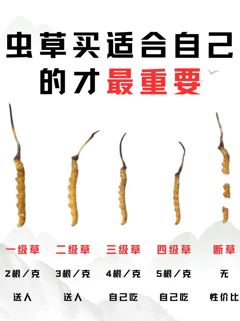 冬虫夏草园艺种植指南:从选种到收获,半斤虫草有多少根? 四、园艺种植注意事项