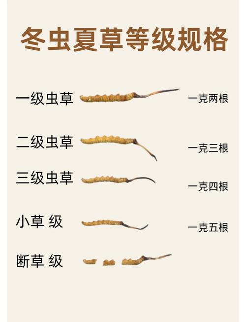 冬虫夏草园艺种植指南:从选种到收获,半斤虫草有多少根? 五、结语