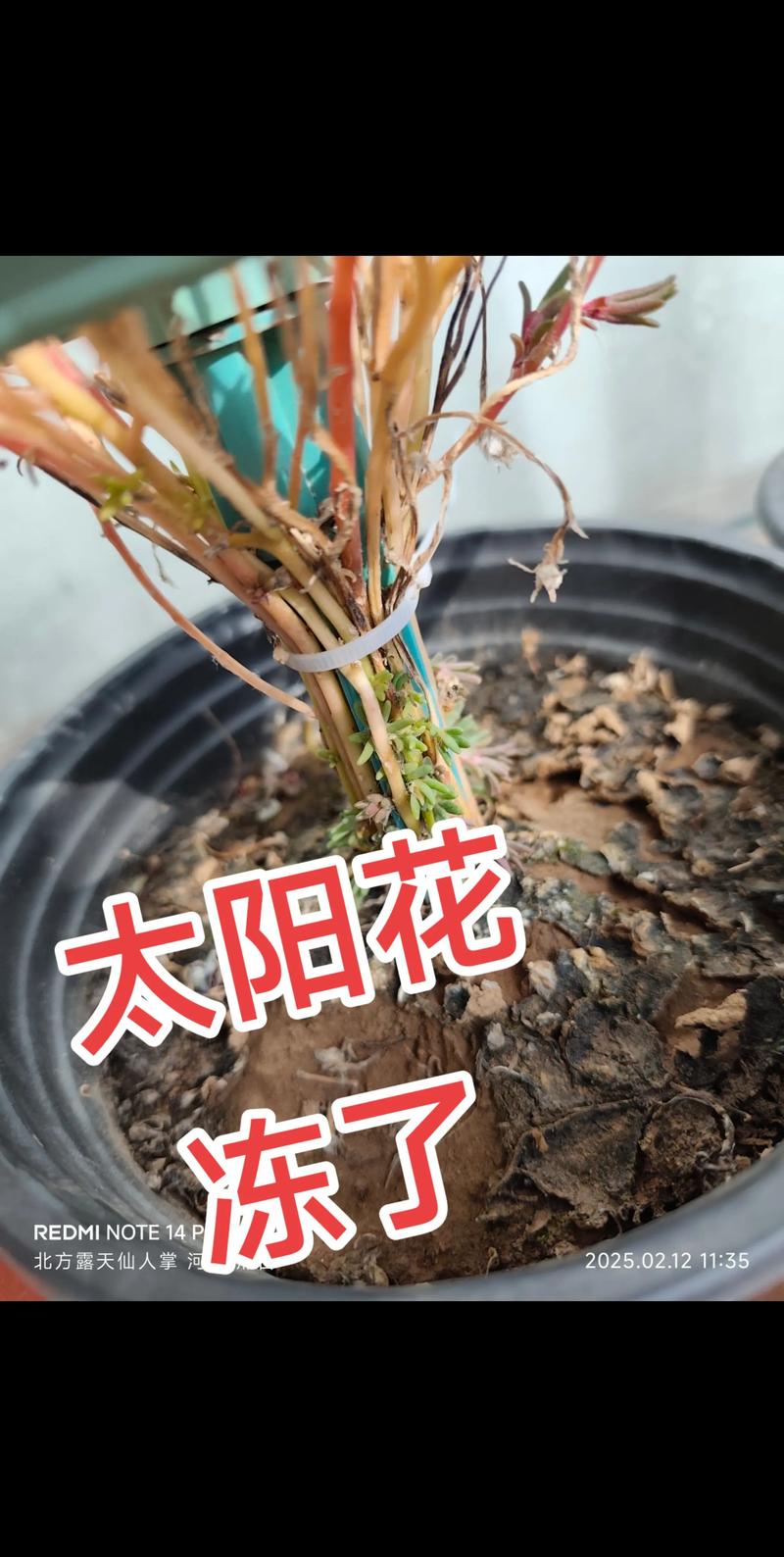 太阳花冬季在室内开花吗?详解光照温度与养护技巧 促花养护步骤(含操作细节)