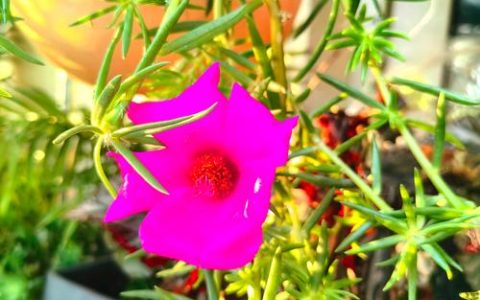 太阳花冬季在室内开花吗？详解光照温度与养护技巧