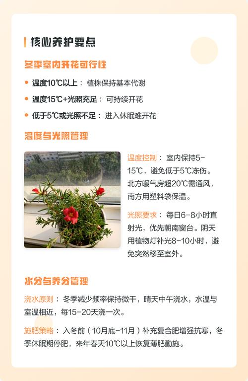 太阳花冬季在室内开花吗?详解光照温度与养护技巧 FAQ