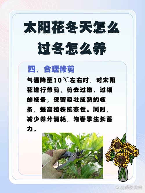 太阳花冬季在室内开花吗?详解光照温度与养护技巧 总结