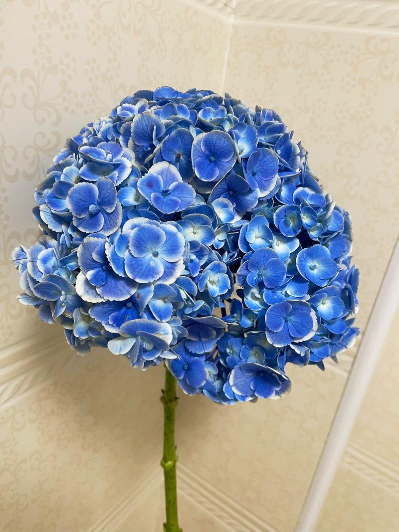 绣球花有什么颜色?一篇讲透从粉蓝到复古色的调色与养护攻略 品种基础档案:绣球花的颜色密码