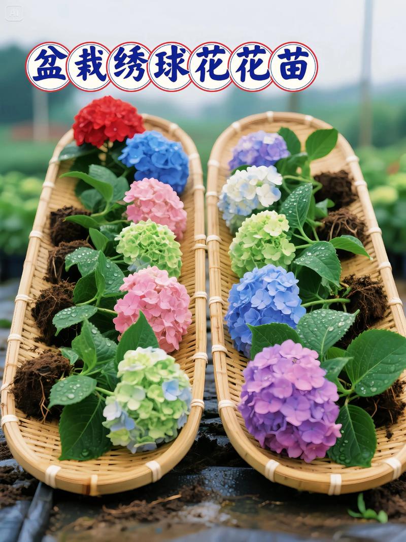 绣球花有什么颜色?一篇讲透从粉蓝到复古色的调色与养护攻略 光照与水肥精准方案:调色与养护的量化指南