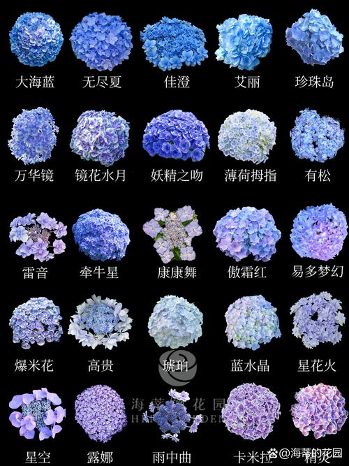 绣球花有什么颜色?一篇讲透从粉蓝到复古色的调色与养护攻略 常见误区与纠正