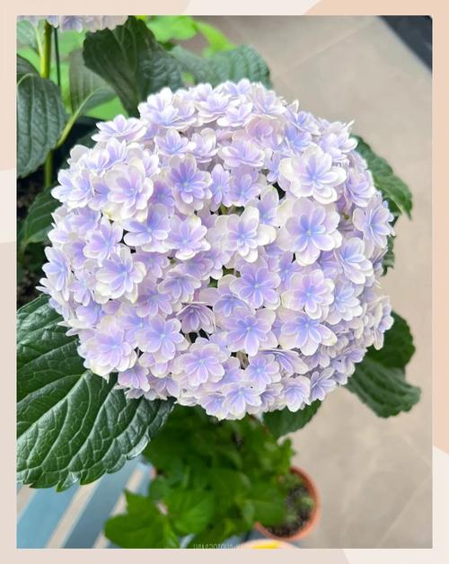 绣球花有什么颜色?一篇讲透从粉蓝到复古色的调色与养护攻略 总结:核心可执行动作3条