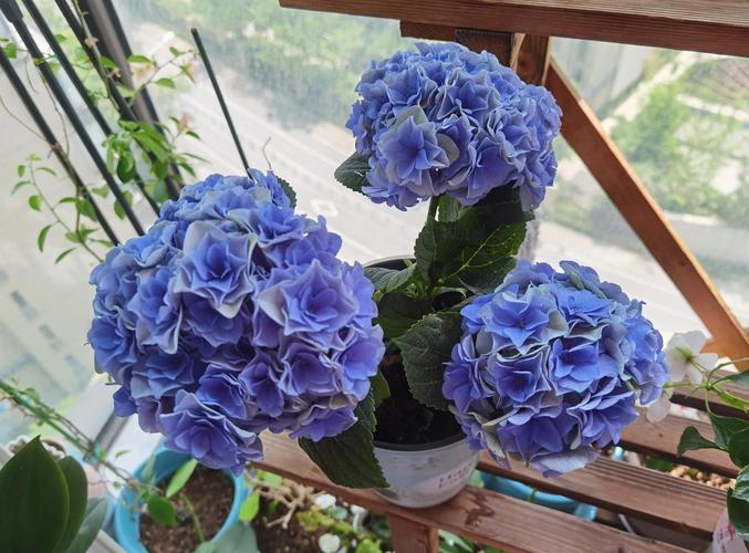 绣球花有什么颜色?一篇讲透从粉蓝到复古色的调色与养护攻略 FAQ