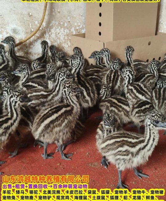 300斤大鸵鸟价格是多少？规格、用途、产地影响报价
