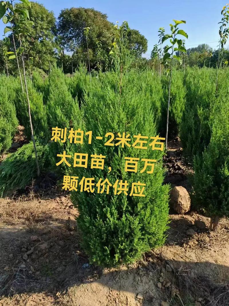 刺柏树苗价格(2025年最新参考区间) 数量:零售与批发价差可达2-3倍
