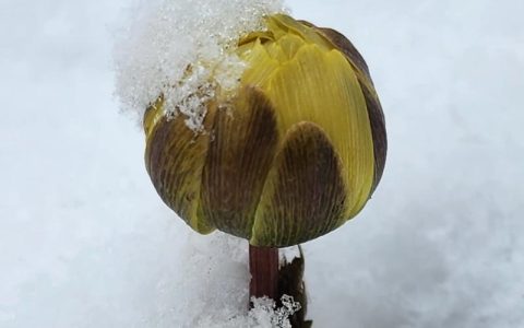 冬天里的第一片雪花：五种凌寒绽放的园艺精灵