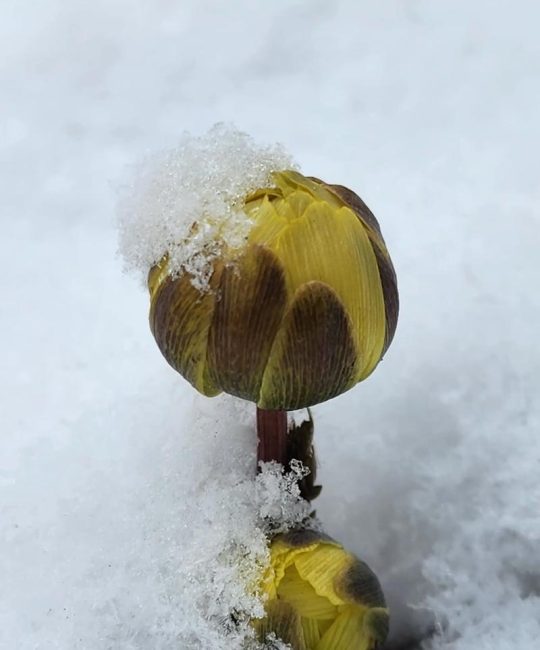 冬天里的第一片雪花：五种凌寒绽放的园艺精灵