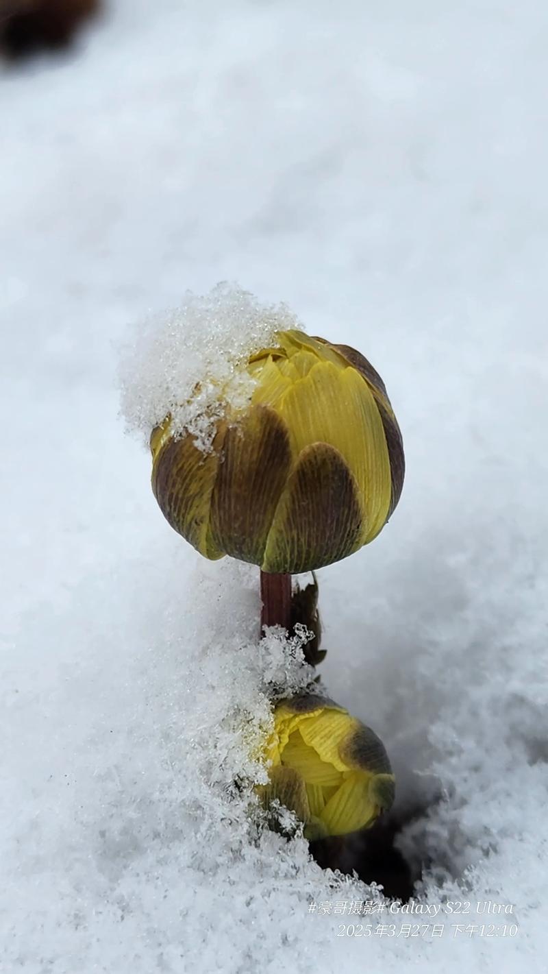 冬天里的第一片雪花:五种凌寒绽放的园艺精灵 一、雪花莲:雪花中的经典名片