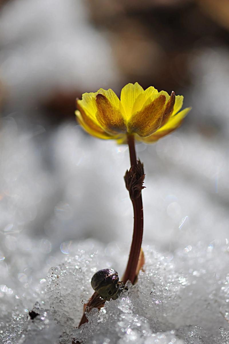 冬天里的第一片雪花:五种凌寒绽放的园艺精灵 二、雪片莲:雪花莲的优雅姊妹