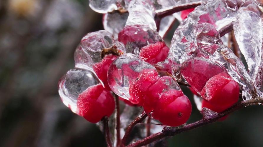 冬天里的第一片雪花:五种凌寒绽放的园艺精灵 五、雪花木:观赏叶上的雪花纹理