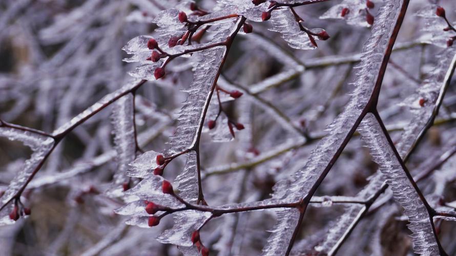 冬天里的第一片雪花:五种凌寒绽放的园艺精灵 三、雪花蔓:垂吊而下的白色瀑布