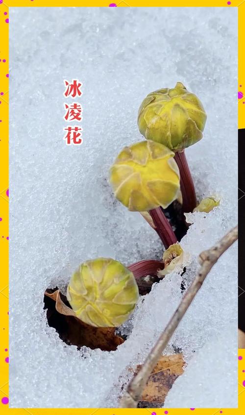 冬天里的第一片雪花:五种凌寒绽放的园艺精灵 结语:心中有雪,处处花园