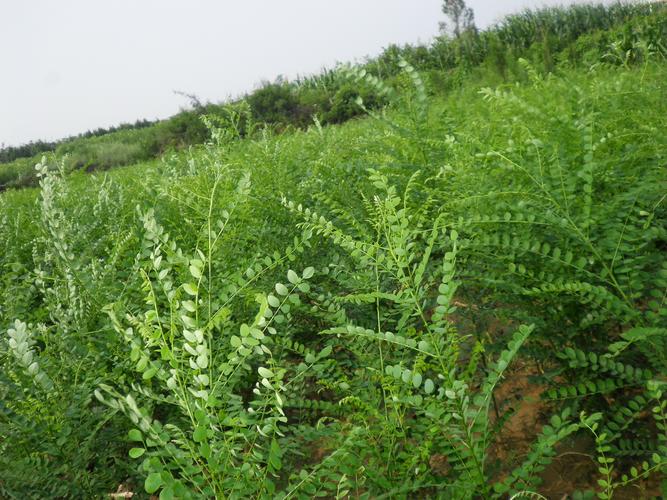规格决定价格基准：地径与土球是关键