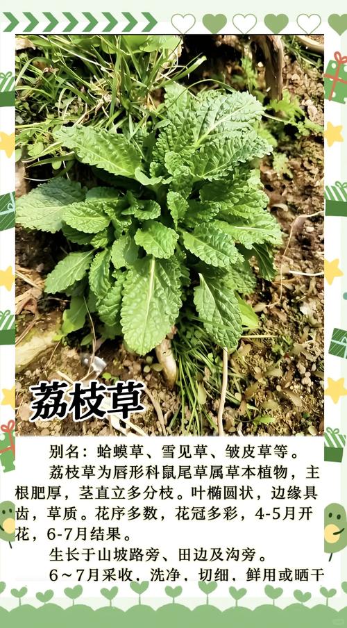 哪里有果岭草卖?先看渠道,再看品种和气候 渠道怎么选