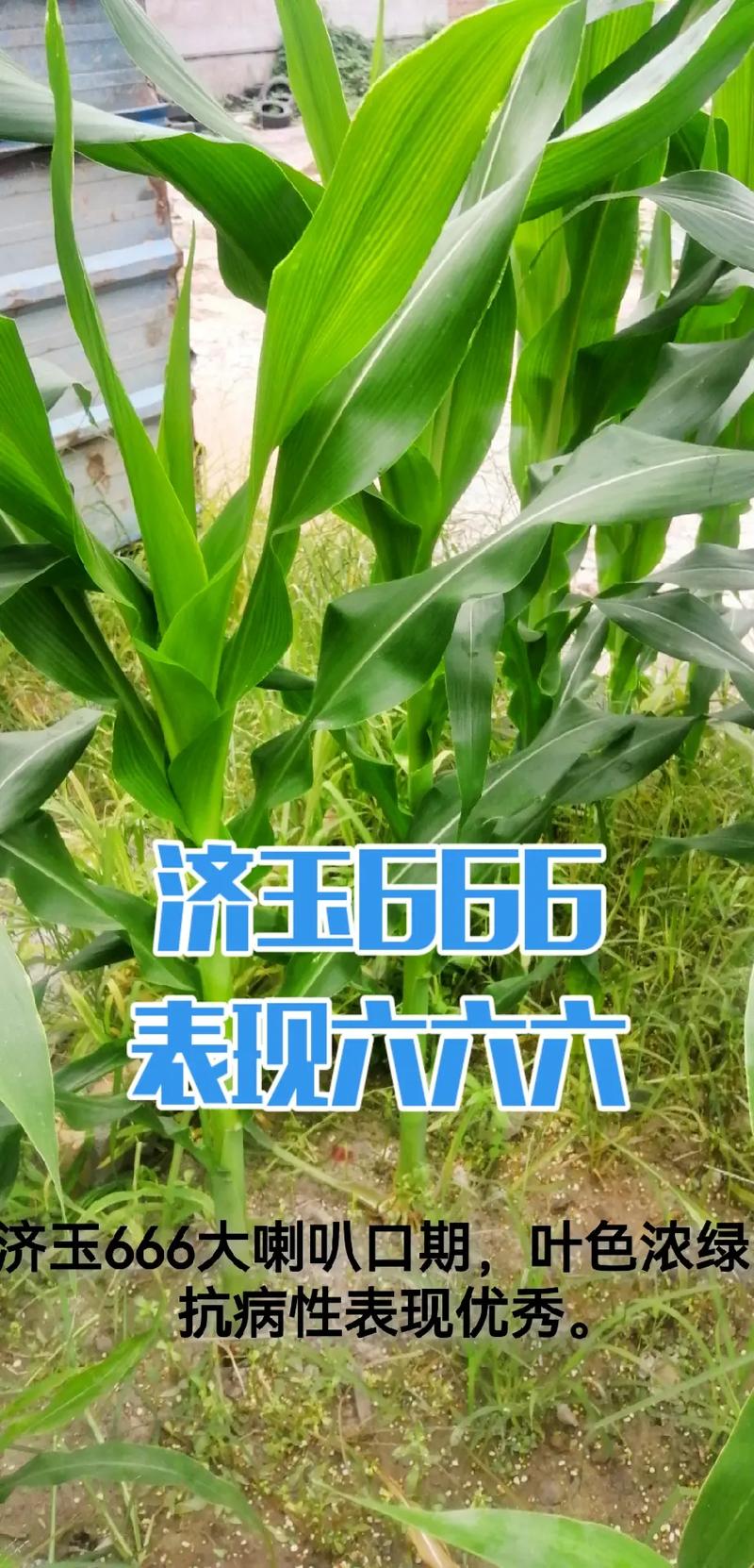 哪里有果岭草卖?先看渠道,再看品种和气候 养护与杂草控制