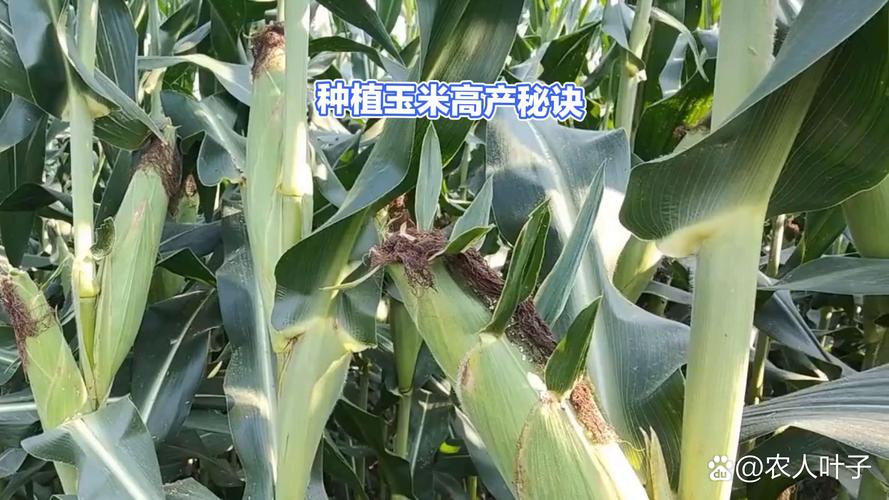 哪里有果岭草卖?先看渠道,再看品种和气候 FAQ