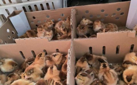 宜宾鸡苗批发价格多少钱一只