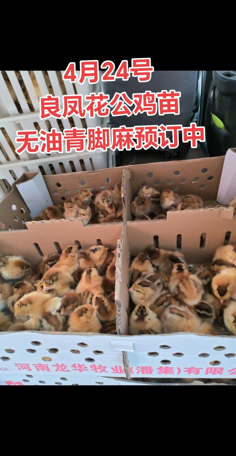 宜宾鸡苗批发价格多少钱一只 价格快速参考