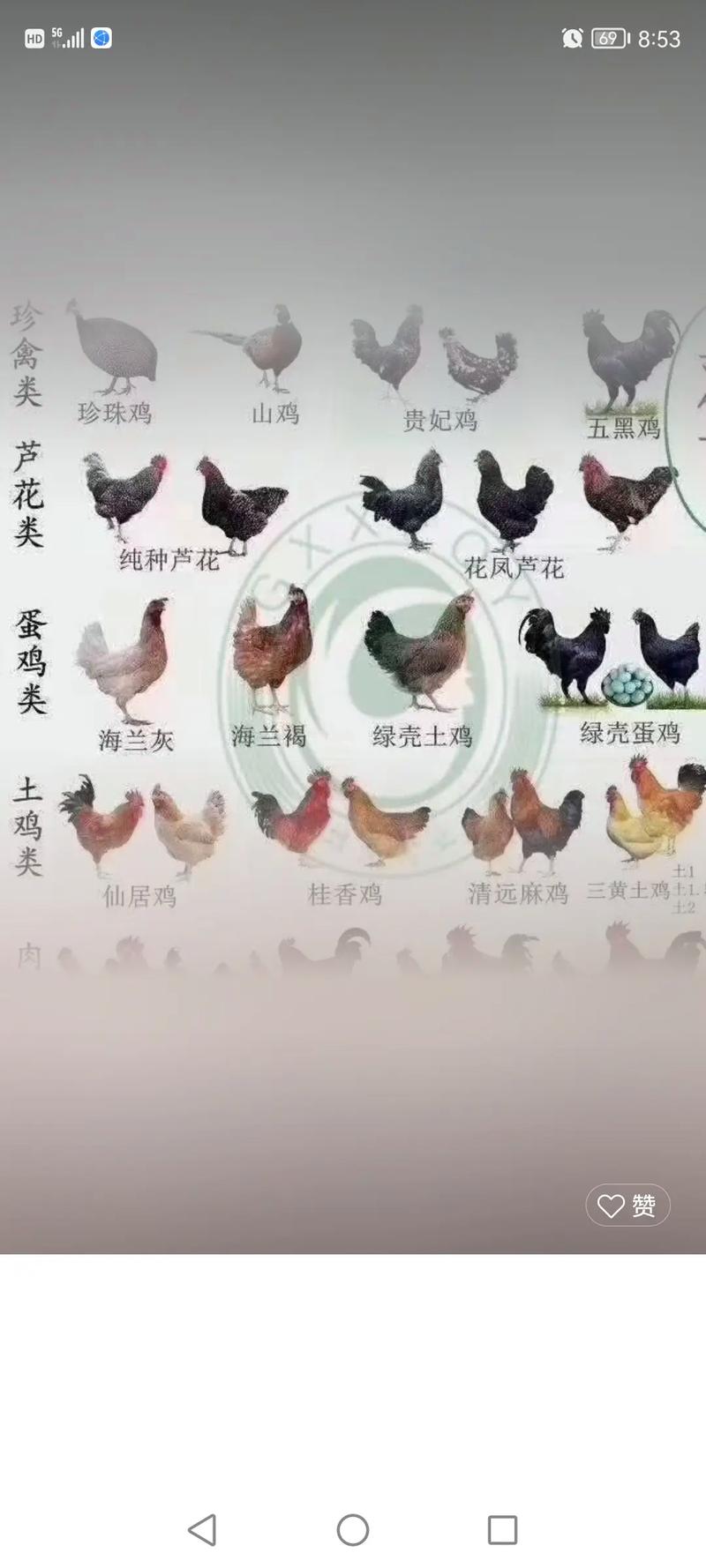 宜宾鸡苗批发价格多少钱一只 价格参考表