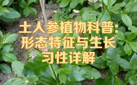 草本植物指具有什么特征的植物？常见种类与园艺应用详解
