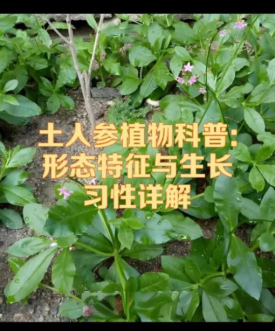 草本植物指具有什么特征的植物？常见种类与园艺应用详解