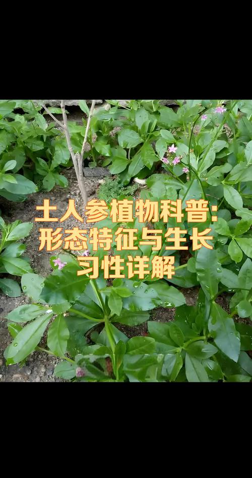 草本植物指具有什么特征的植物?常见种类与园艺应用详解 一、草本植物的定义与核心特征