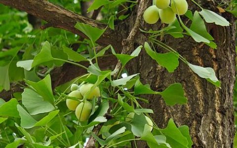 家里可以种银杏树吗？科学指南与庭院种植全攻略