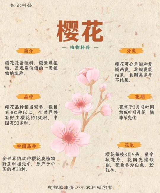樱花是日本的国花吗？园艺视角下的真相与养护指南