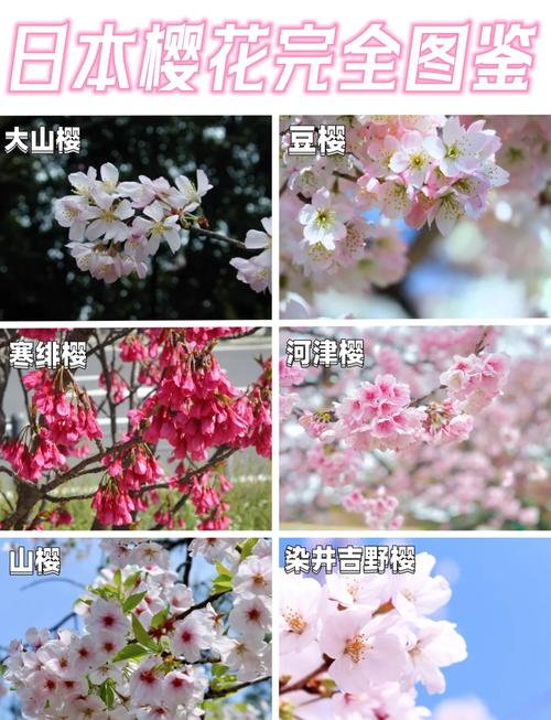 樱花是日本的国花吗?园艺视角下的真相与养护指南 四、文化延伸:樱花在园艺中的意象