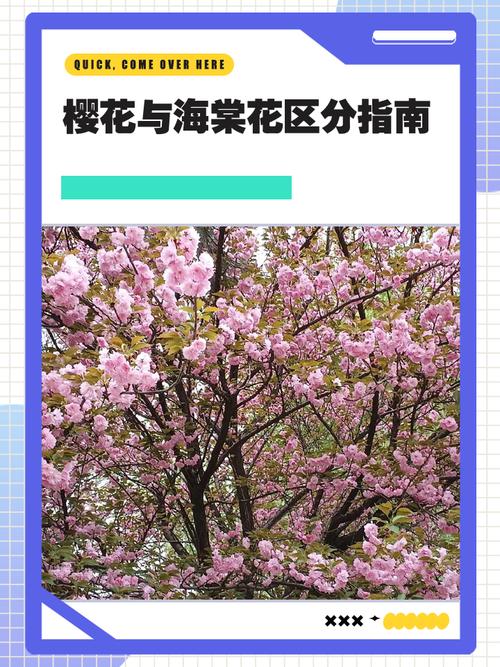 樱花是日本的国花吗?园艺视角下的真相与养护指南 结语