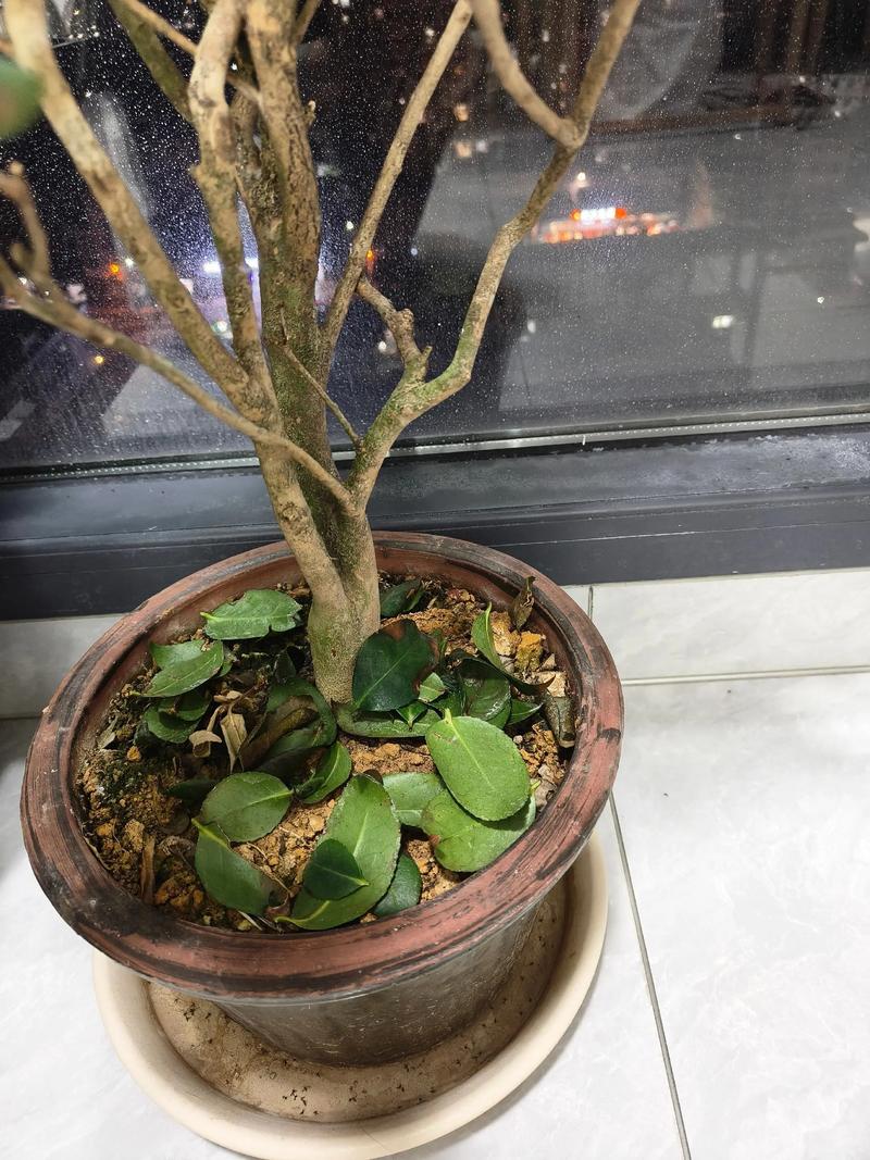 茶花轻微掉叶子是怎么回事?按这4类原因排查,快速止损 常见恢复误区