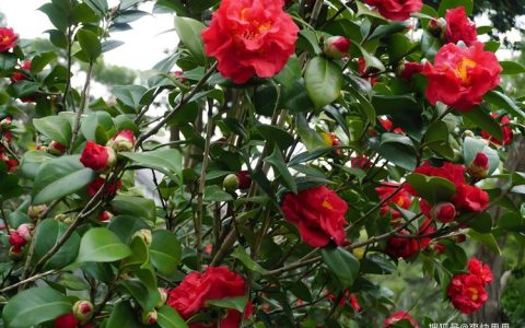 茶花轻微掉叶子是怎么回事？按这4类原因排查，快速止损