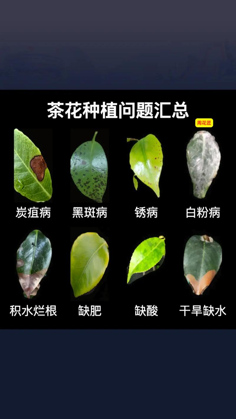 茶花轻微掉叶子是怎么回事?按这4类原因排查,快速止损 FAQ