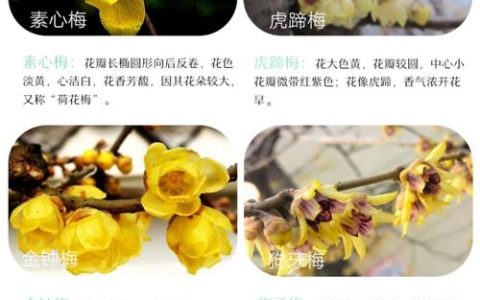 腊梅有多少种？常见品种与园艺分类全解析