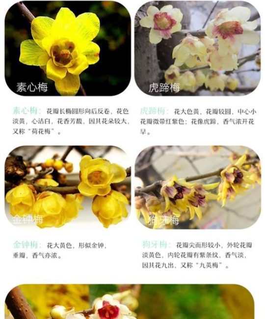 腊梅有多少种？常见品种与园艺分类全解析