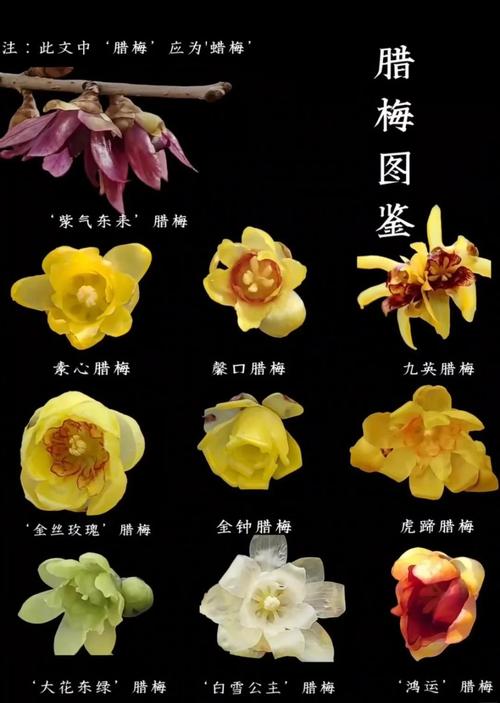 三、按花瓣形态分类