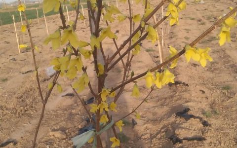 连翘（连翘花/果）价格多少钱一斤？市场报价与影响因素全解析
