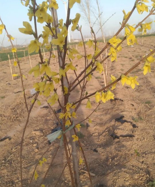 连翘（连翘花/果）价格多少钱一斤？市场报价与影响因素全解析